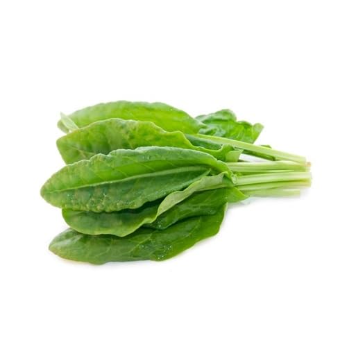 Spinach Seeds – Heirloom, Non-GMO, High Germination Organic Garden Seeds Planting