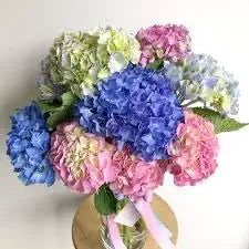 hydrangea bonsai flower seeds