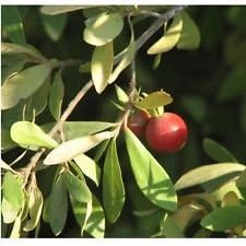 greendiospyroslycioidestreeheirloomnongmo flower seeds