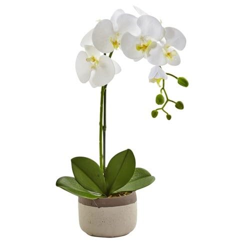 Phalaenopsis Orchid Flower Seeds White – Heirloom Non-GMO High Germination Organic Garden Seeds