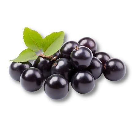 Black Jabuticaba Seeds – Heirloom, Non-GMO, High Germination Organic Garden Seeds