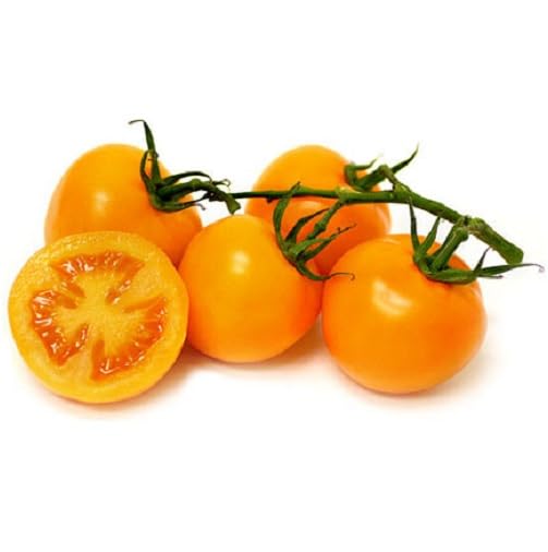Orange Tomato Seeds – Heirloom, Non-GMO, High Germination Organic Garden Seeds Planting