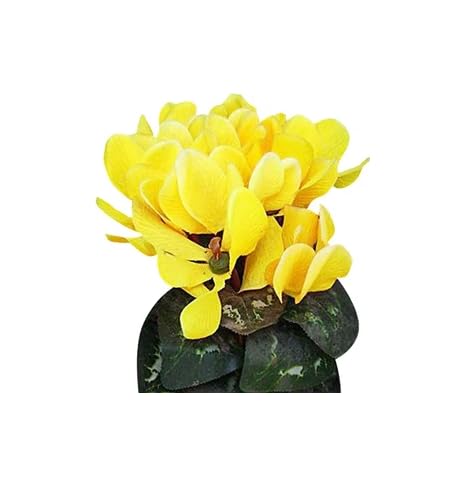 Yellow Cyclamen Flower Seeds – Heirloom, Non-GMO, High Germination Organic Garden Seeds