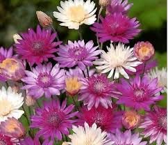 Xeranthemum Flower Seeds – Heirloom, Non-GMO, High Germination Organic Garden Seeds for Planting