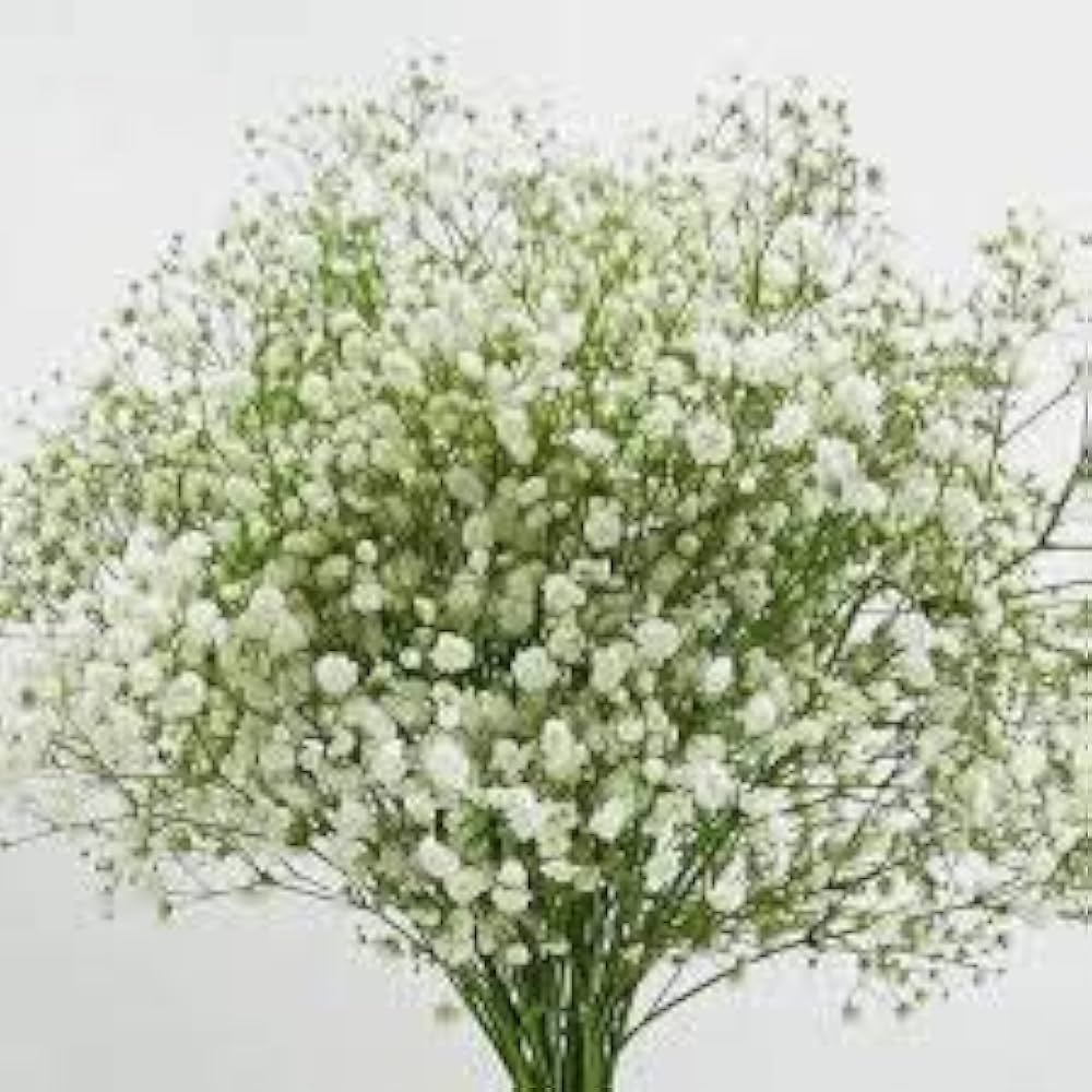 white gypsophila flower seeds