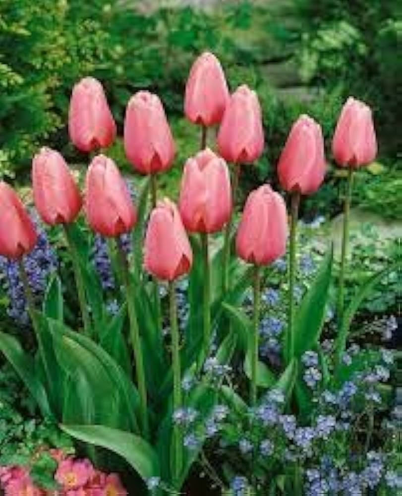 tulip flower flower seeds