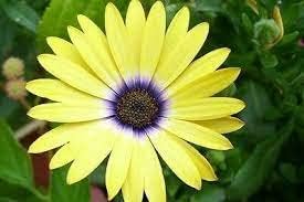 osteospermumfloweryellowheirloomnongmo flower seeds