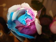 tyrantgoldroseflowerheirloomnongmo flower seeds