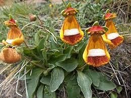 calceolariaunifloraflowerheirloomnongmo flower seeds