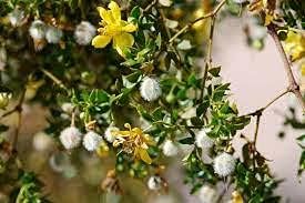 creosoteheirloomnongmo flower seeds