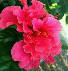 doublepinkhibiscusflowerheirloomnongmo flower seeds