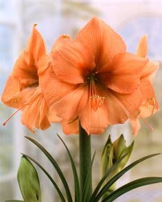 Orange Amaryllis Flower Seeds – Heirloom, Non-GMO, High Germination Seeds