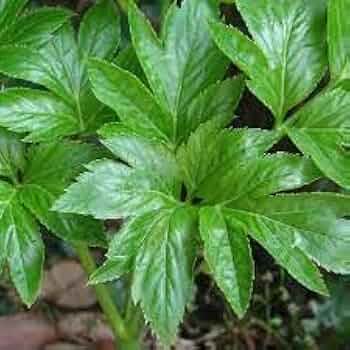 Heirloom Non-GMO Tomorrow’s Leaf (Ashitaba) Seeds for Planting – High Germination Organic Garden Seeds