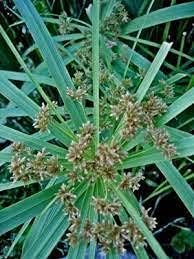 umbrellaheirloomnongmo flower seeds
