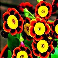 tricolorpetuniaflowerheirloomnongmo flower seeds