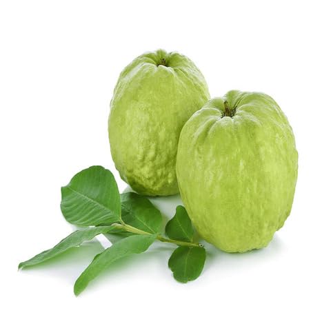 Green Guava Seeds – Heirloom, Non-GMO, High Germination Organic Garden Seeds