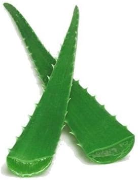 mediumaloeveraleafcmbarbadensismillerheirloomnongmo flower seeds