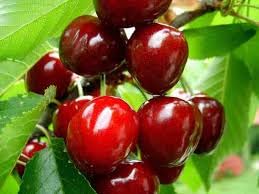 Cherry Seeds – Heirloom, Non-GMO, High Germination Organic Garden Seeds