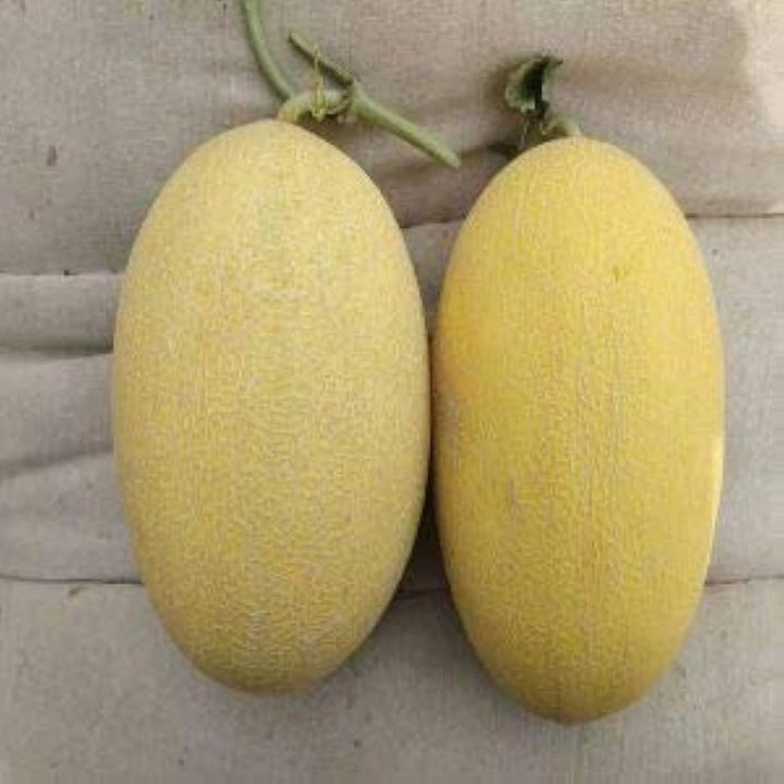 Chinese Hami Melon Fruit Seeds for Planting Heirloom Non-GMO High Germination Organic Garden Seeds