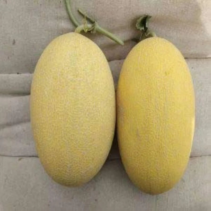 Babaco Papaya Seeds for Planting – Exotic Tropical Fruit Tree Heirloom Non-GMO Organic Seeds