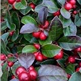 Heirloom Red Wintergreen Fruit Seeds for Planting – Non-GMO High Germination Organic Garden Seeds for Hardy Berries Seeds for Planting