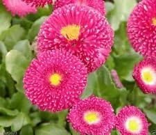 pinkbellisflowerheirloomnongmo flower seeds