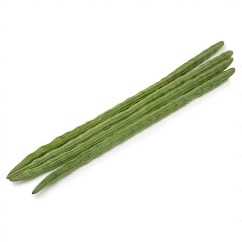 Drumstick Seeds – Heirloom, Non-GMO, High Germination Organic Garden Seeds Planting