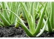 Aloe Vera herb seeds