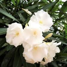 oleanderflowerheirloomnongmo flower seeds