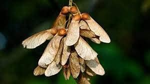 sycamoremapleheirloomnongmo flower seeds