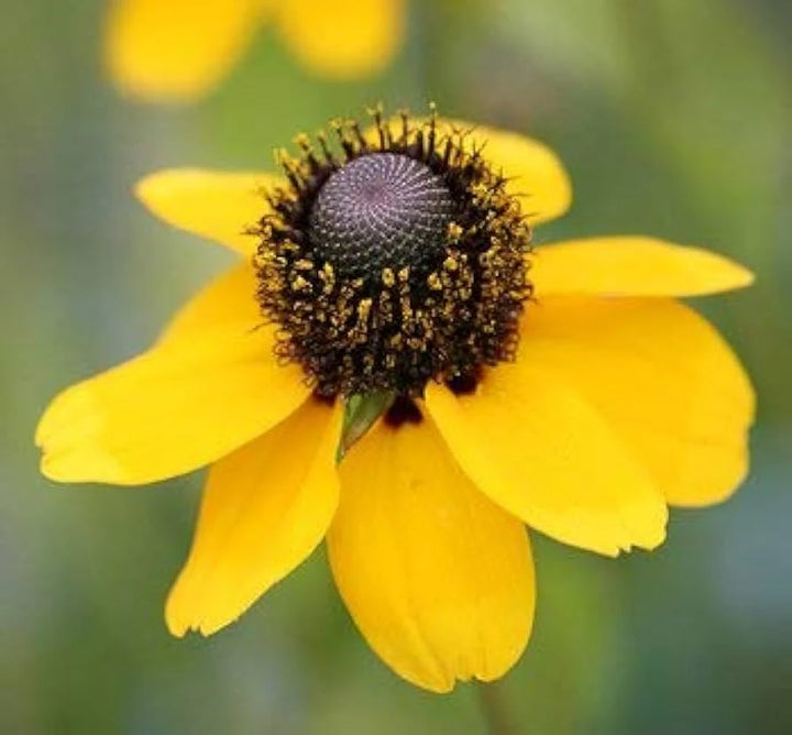 Yellow Rudbeckia Coneflower Hirta flower seeds for planting heirloom non-GMO garden seeds with bright yellow blooms growing at home naturally