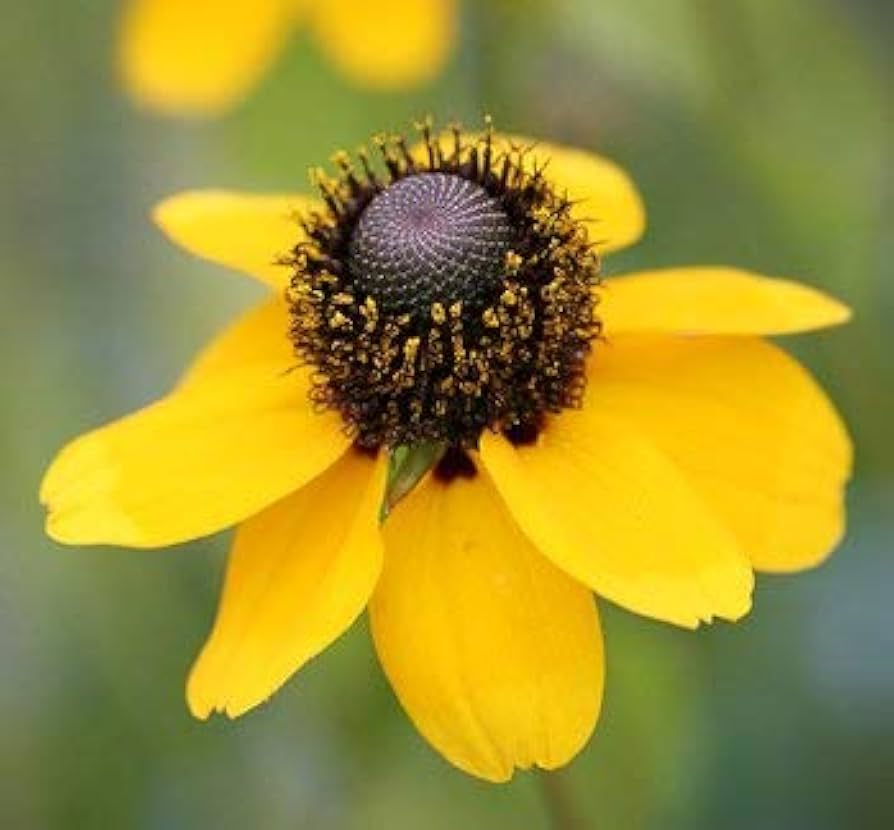clasping coneflower flower seeds