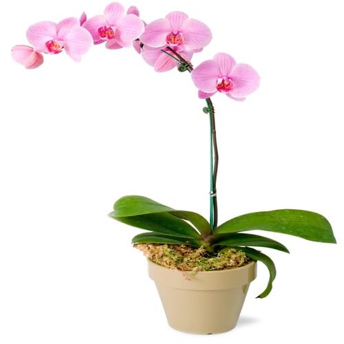 Lila Orchideenblumensamen – Alte Sorte, gentechnikfrei, hohe Keimrate, Bio-Gartensamen zum Pflanzen