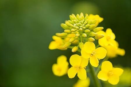 Rapeseed Flower Seeds Heirloom Non-GMO High Germination Organic Garden Seeds for Planting