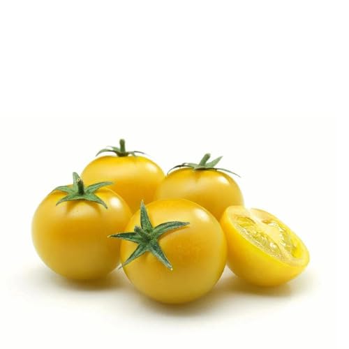 Semillas de tomate amarillo – Herencia, sin OGM, alta germinación Semillas de jardín orgánicas para plantar