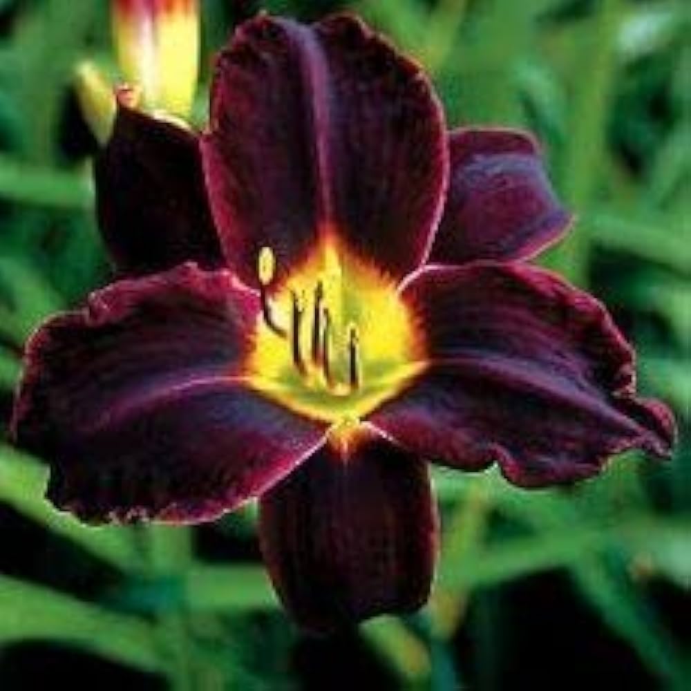 red purple flower seeds