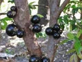 Jaboticaba (Myrciaria Cauliflora) Fruit Seeds for Planting – Exotic Heirloom Non-GMO High Germination Organic Garden Seeds Unique Garden Fruits