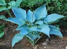 Hosta Flower herb seeds
