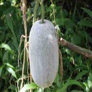 Green Ashgourd Seeds – Heirloom, Non-GMO, High Germination Organic Garden Seeds Planting