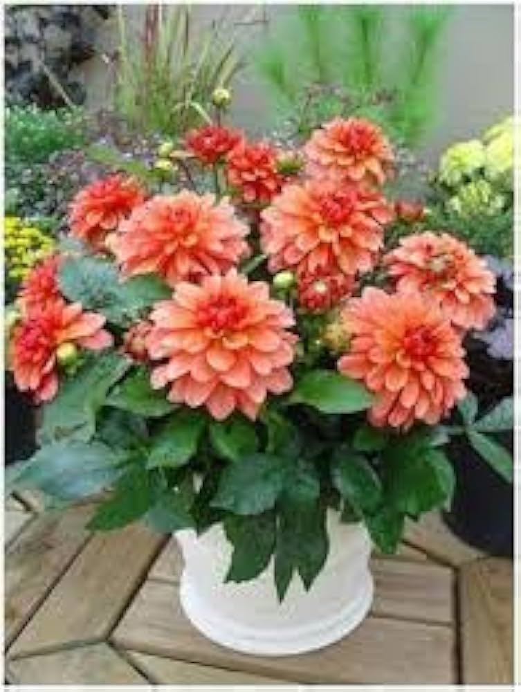 dahlia dahlia flower seeds