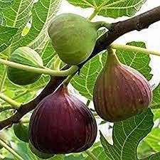 organicfigtreesheirloomnongmo flower seeds