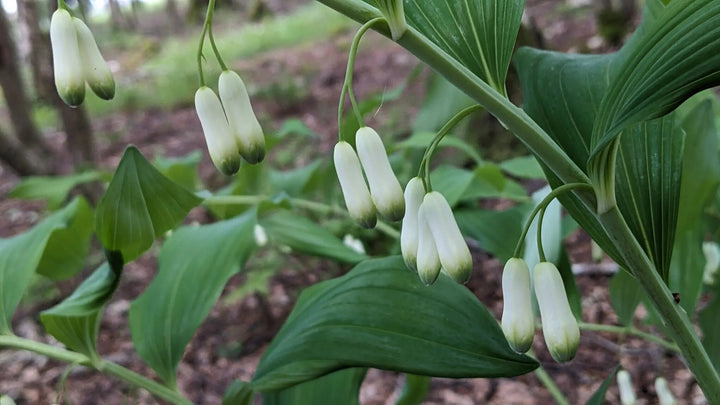 Green Polygonatum (Solomon’s Seal) Seeds – Heirloom, Non-GMO, High Germination Seeds