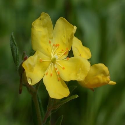 Gelbe Helianthemum-Blumensamen – Alte Sorte, gentechnikfrei, hohe Keimrate, Bio-Garten-Samen zum Pflanzen
