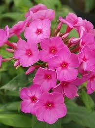 Pink Phlox Flower Seeds – Heirloom Non-GMO High Germination Organic Garden Seeds for Planting