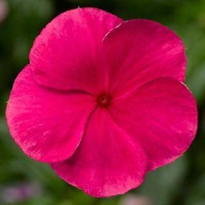 Immergrün-Blumensamen – Alte Sorte, gentechnikfrei, keimstark, Bio-Gartensamen zum Pflanzen