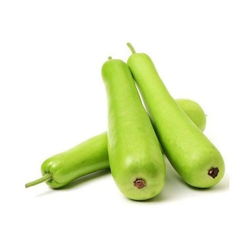 Grüne Flaschenkürbis Samen – Alte Sorte, gentechnikfrei, hohe Keimrate Bio-Gartensamen zum Pflanzen