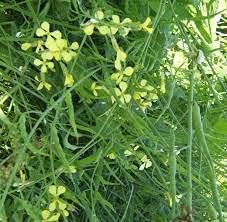 mustardheirloomnongmo flower seeds