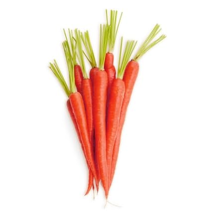 Red Carrot Seeds – Heirloom, Non-GMO, High Germination Organic Garden Seeds Planting
