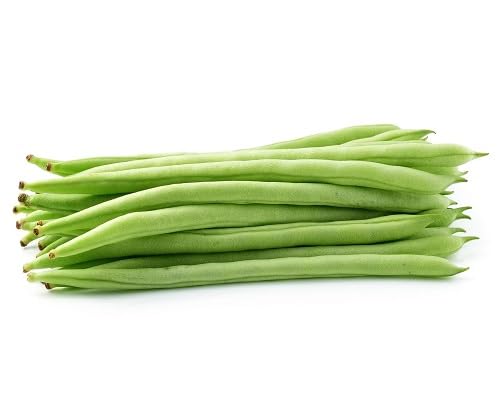 Green Beans Seeds – Heirloom, Non-GMO, High Germination Organic Garden Seeds Planting