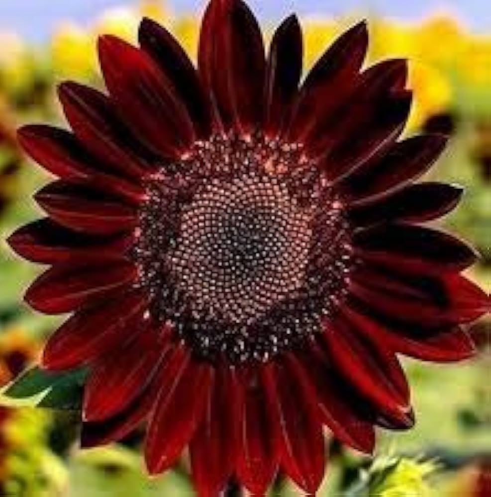 sunflower velvet flower seeds